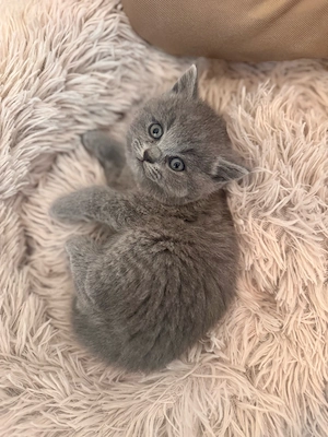bkh kitten