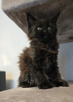 Maine Coon Katzenbaby Kitten 