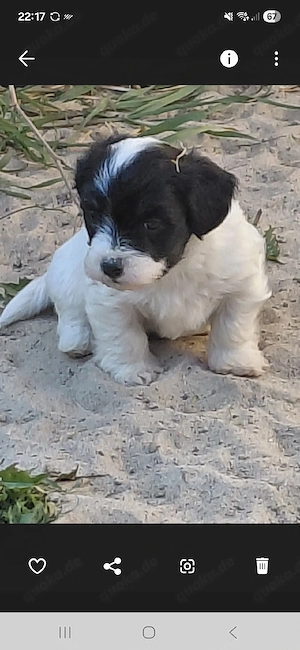 Malteser Welpen 