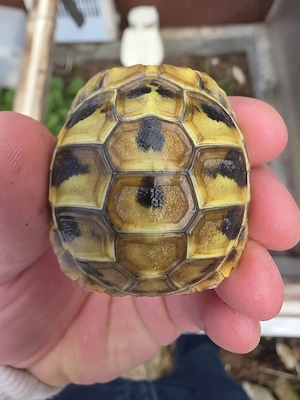**Testudo hermanni boettgeri   Nachzuchten 08 2025   seltene lokalform aus Peloponnes**