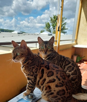 Bengalkatze Bengal Katze Duo