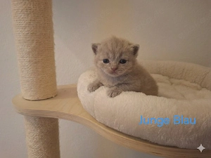 Traumhafte reinrassige BKH-Kitten suchen ihr Für-immer-Zuhause!