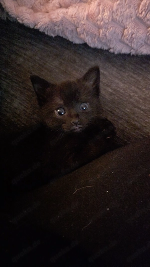 kitten siam mix 