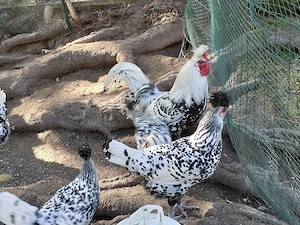 Bruteier Appenzeller Spitzhauben Huhn Silber Schwarzgetupft