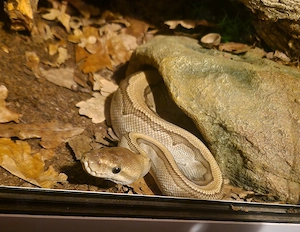 Python regius 1.0 Phantom Pinstripe 
