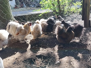 Bruteier Zwergseidenhuhn Dalmatiner, schwarz, weiß, braun, silberwildfarbig, Huhn Bild 2