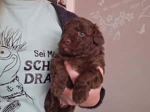 Mini Aussiedoodle Welpen in SCHOKO Hündinen