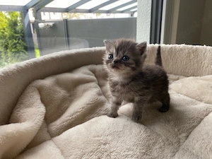 BKH Kitten 4xJungen und 1xMädchen mit Impfausweiss und Vertrag