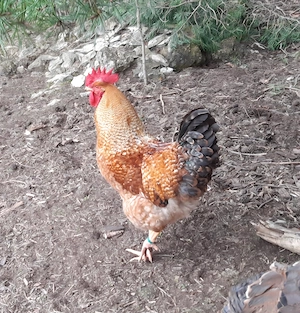 Junghähne aus eigener Zucht abzugebn
