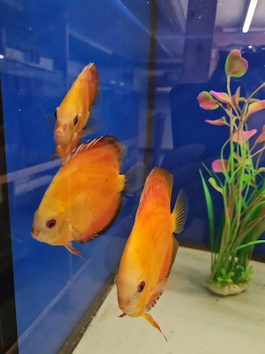 Discus Red Melon 