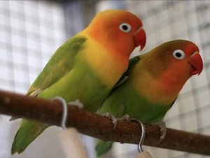 Schönes Vogelpaar