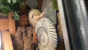  Leopardengecko Männchen 2st 