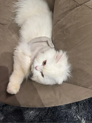 persisch Katze