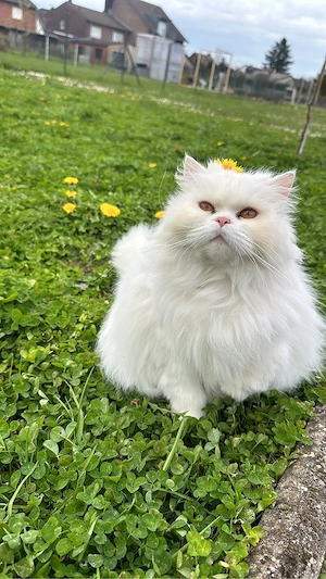 persisch Katze Bild 5