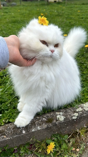 persisch Katze Bild 4