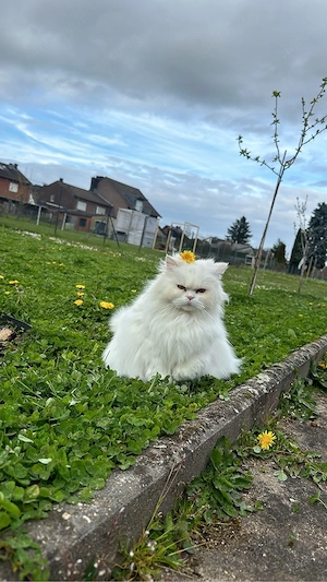 persisch Katze Bild 3
