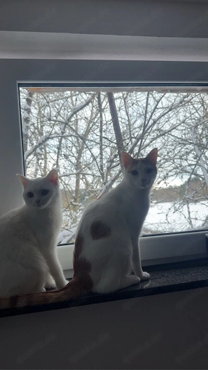 Nala und Sam suchen ein neues Zuhause
