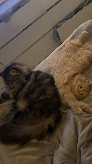 Maine coon