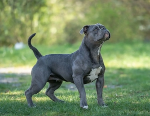 Olde English Bulldogge Oeb 