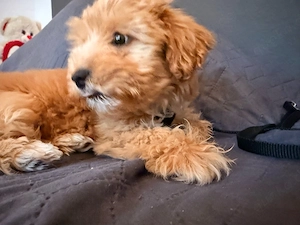 maltipoo Welpe Weiblich 