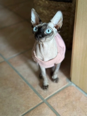 sphynx Katze