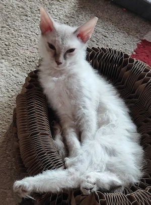 Sphynx Brush Mädchen 