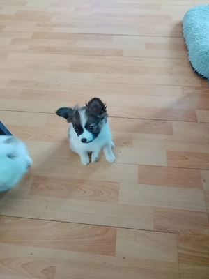 Eine Süße Mischling - Papillion - Welpen abgeben