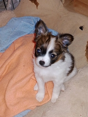 Eine Süße Mischling - Papillion - Welpen abgeben Bild 3