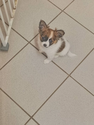 Eine Süße Mischling - Papillion - Welpen abgeben Bild 2