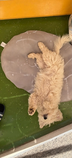 Reinrassige Maltipoo Hündin  Bild 3