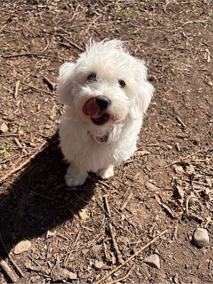 Reinrassige Maltipoo Hündin  Bild 2