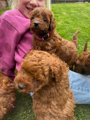 Mini Goldendoodle Welpen 