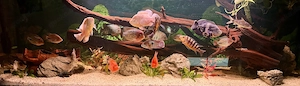 Aquarium Auflösung Barsch