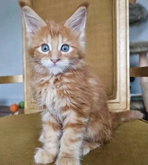Zwei entzückende reinrassige Maine-Coon-Kitten