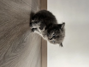 Süße Babykatzen & Mama-Katze suchen ein liebevolles Zuhause