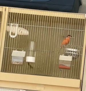 kanarien vögel ( W)