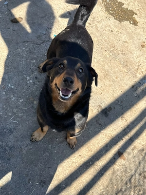 Dackelmix Hund