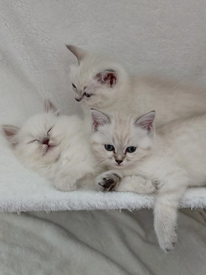 BLH+BKH Kitten mit blaue Augen 
