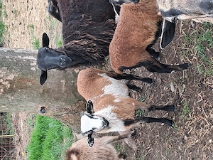 Barbados Mix Bock