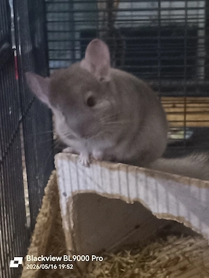 Handzahmes Chinchilla Nachwuchs Pärchen 