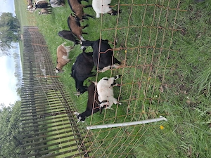 Zwergziegenbock