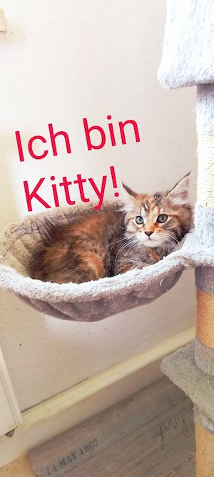 Vier wunderschöne Sibirische Wildkatzen suchen ein liebes volles Zuhause