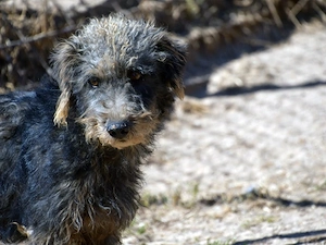 Cleo sucht sein Zuhause (noch auf Sardinien)