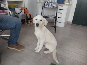 Bacio sucht sein Zuhause (noch auf Sardinien)