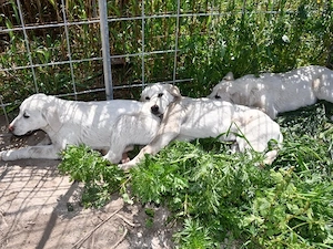Biba sucht ihr Zuhause (noch auf Sardinien) Bild 4