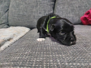 Shi Tzu welpen verkaufen 