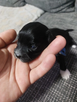 Shi Tzu welpen verkaufen 
