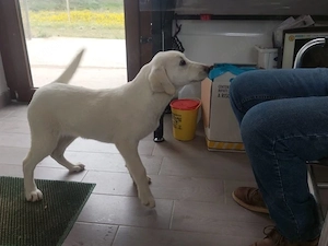 Biba sucht ihr Zuhause (noch auf Sardinien) Bild 2