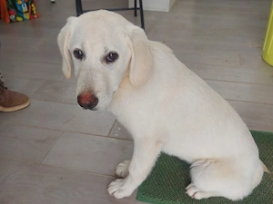Biba sucht ihr Zuhause (noch auf Sardinien) Bild 6