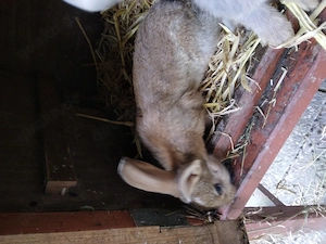 Zwergkaninchen Bock 